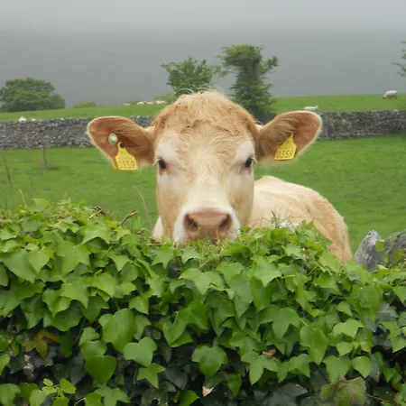 Gasthuis Cappabhaile House 3*