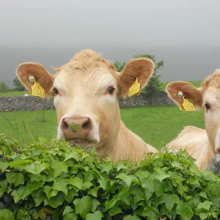 Gasthuis Cappabhaile House Ballyvaughan