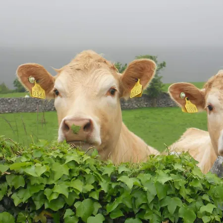 Cappabhaile House 3*