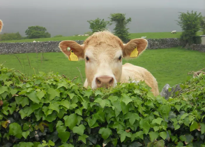 بيت ضيافة Cappabhaile House 3*