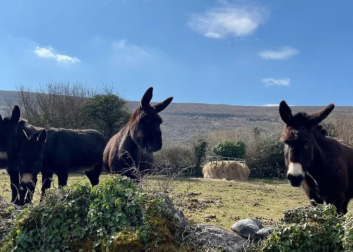 Cappabhaile House 3* باليفاوغان